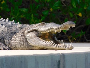 Un crocodile américain dans la mangrove d'Islamorada, dans les îles Keys de Floride