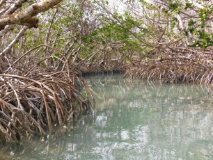 Mangrove sur l'île d'Islamorada dans l'archipel des Keys de Floride