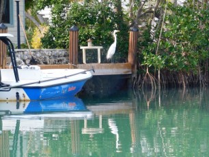 Mangrove sur l'île d'Islamorada dans l'archipel des Keys de Floride