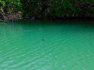 Serpent dans la mangrove sur l'île d'Islamorada dans l'archipel des Keys de Floride