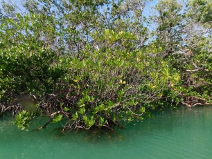Mangrove-Islamorada-Keys-de-Floride-4297