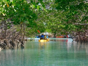 Kayak dans la mangrove sur l'île d'Islamorada dans l'archipel des Keys de Floride