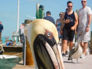 Robbie's Marina, à Islamorada dans l'archipel des Keys de Floride