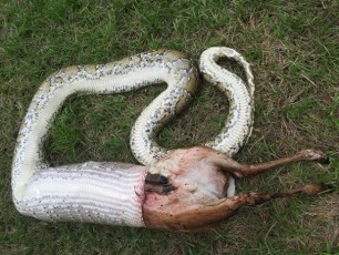python-avale-un-daim