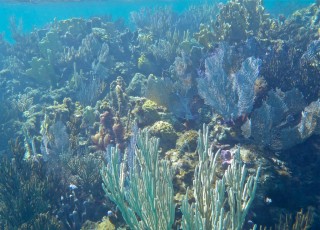Bahamas Eleuthera - Flore sous-marine
