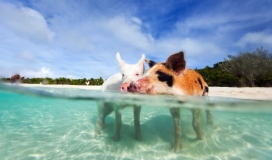Bahamas Exuma Compass Cay - Cochons nageurs
