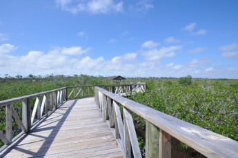 Bahamas Grand Bahama - Lucayan National Park
