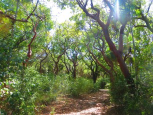 Bahamas Bimini Nature Trail
