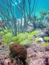 Bahamas Biminis fonds marins