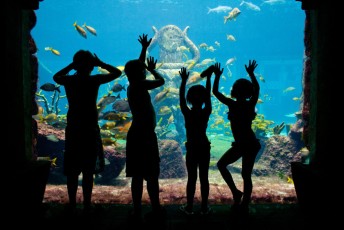 Bahamas Paradise Island - Aquarium