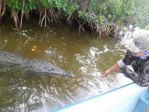 Crocodile dans le lagon de Rio Lagartos dans le Yucatan.