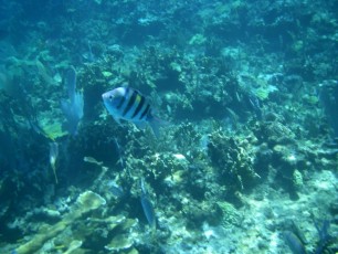 Bahamas Abacos fonds marins