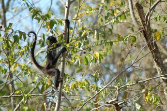 Un singe-araignée à Punta Laguna.