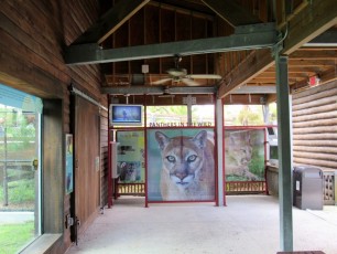 Panthères de Floride au zoo de Miami