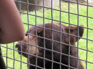 Ours brun de Floride au Zoo de Miami