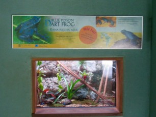 Grenouilles bleues d'Amazonie au Zoo de Miami