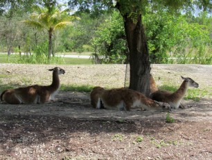 Lamas au Zoo de Miami