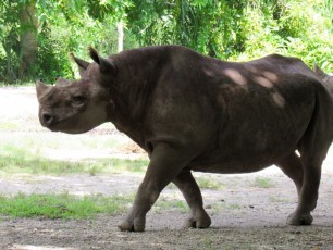 Rhinocéros au zoo de Miami