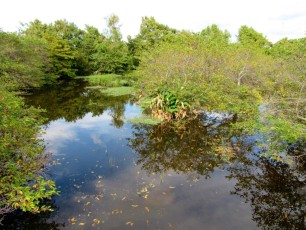 Wakodahatchee Wetlands à Delray Beach