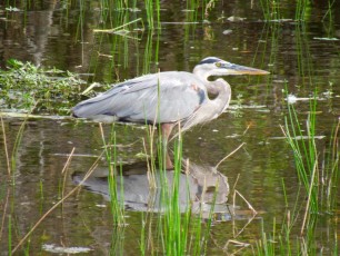 Wakodahatchee-Wetlands-Delray-Beach-1618