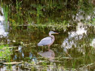 Wakodahatchee Wetlands à Delray Beach