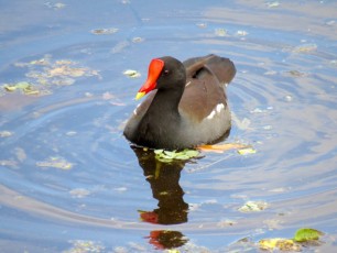 Wakodahatchee Wetlands à Delray Beach