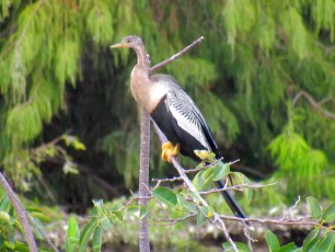 Wakodahatchee Wetlands à Delray Beach