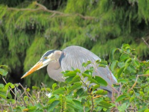 Héron bleu aux Wakodahatchee Wetlands à Delray Beach