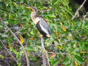 Wakodahatchee Wetlands à Delray Beach