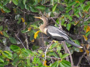 Wakodahatchee Wetlands à Delray Beach