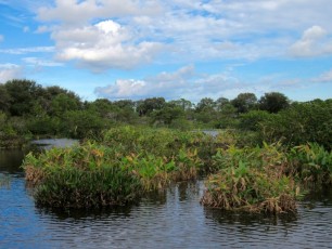 Wakodahatchee Wetlands à Delray Beach
