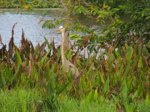 Wakodahatchee Wetlands à Delray Beach