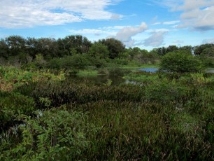 Wakodahatchee Wetlands à Delray Beach