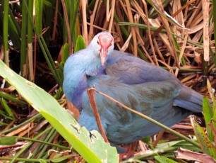 Wakodahatchee Wetlands à Delray Beach