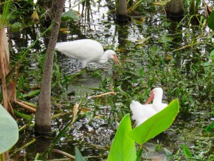 Wakodahatchee Wetlands à Delray Beach
