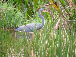 Wakodahatchee Wetlands à Delray Beach