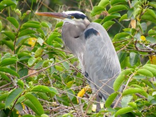 Wakodahatchee Wetlands à Delray Beach