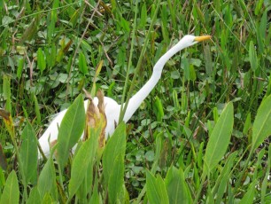 Wakodahatchee Wetlands à Delray Beach