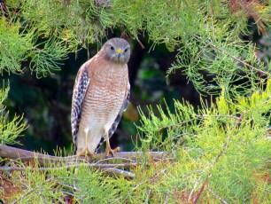 Wakodahatchee-Wetlands-Delray-Beach-1738