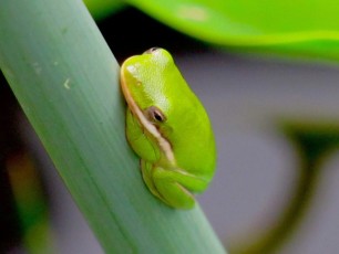 Grenouille aux Wakodahatchee Wetlands à Delray Beach