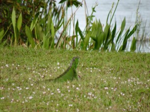 Wakodahatchee Wetlands à Delray Beach