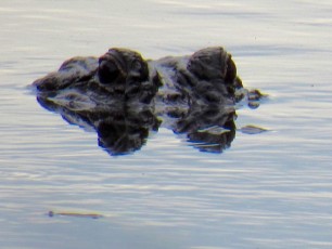 Alligator au Wakodahatchee Wetlands à Delray Beach