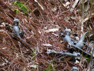 Bébés alligators au Wakodahatchee Wetlands à Delray Beach