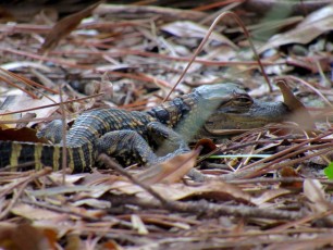 Bébé alligator au Wakodahatchee Wetlands à Delray Beach