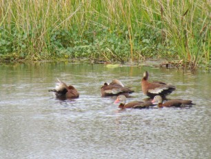 Wakodahatchee-Wetlands-Delray-Beach-1772