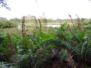 Wakodahatchee Wetlands à Delray Beach