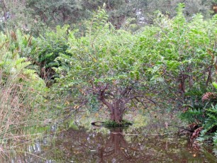 Wakodahatchee Wetlands à Delray Beach