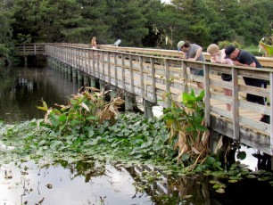 Wakodahatchee Wetlands à Delray Beach