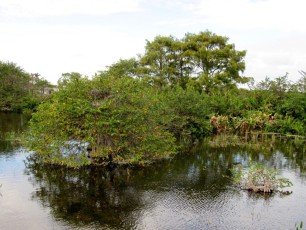 Wakodahatchee-Wetlands-Delray-Beach-1780