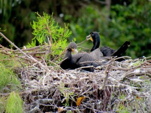 Wakodahatchee Wetlands à Delray Beach